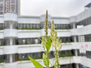 不知道怎么做人时，就向植物学习