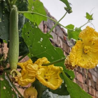 《活着本来单纯》节选作者：丰子恺