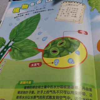 植物也会出汗