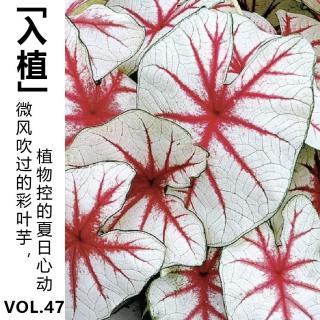 Vol.47【入植】微风吹过的彩叶芋，植物控的夏日心动