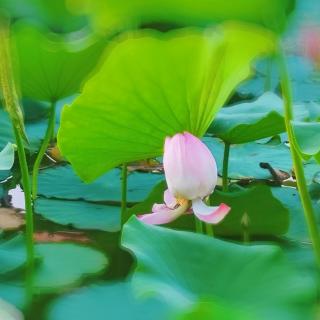 且听风雨，作者：梅花听雨