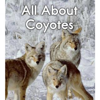 【RAZ-E】All about Coyotes 讲解