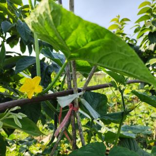 山亭夏日 高駢