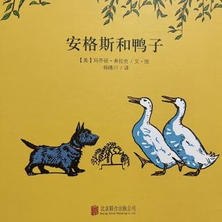 睡前故事2576《安格斯和鸭子》