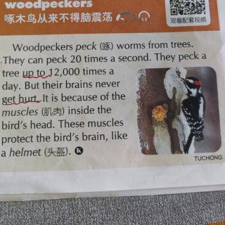 No headaches for woodpeckers