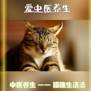 养生日历～中医养生，猫咪生活法