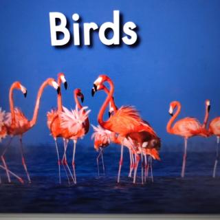 37 海尼曼GK-Birds