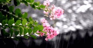 《夏天的雨》朱伟