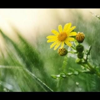 带雨的花