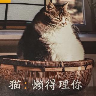 猫：懒得理你——我把猫儿当朵花，猫儿把我当傻瓜