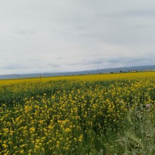 徐霖《遨游八月风光，尽赏秋天美景》秋薇 诵读