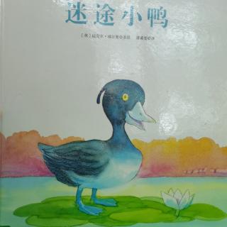 迷途小鸭