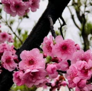 趙鳳菊《桃李 我的精神家園》誦讀：笑顏