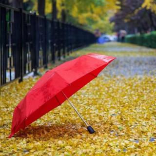 悄然一场雨，落在秋天里