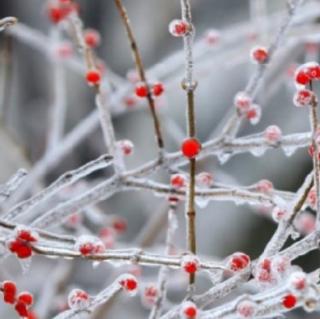 阳光波《冰情雪韵》主播：于凤霞