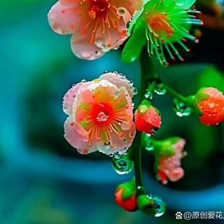 带雨的花