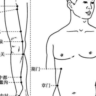 足厥陰肝經(jīng)穴位分寸歌（14穴）