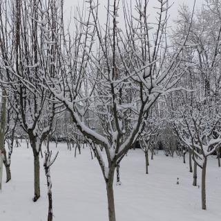 大雪，早安！