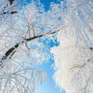 寒雪《浪淘沙·咏雾凇》