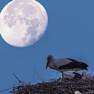 月亮照在鳥巢上