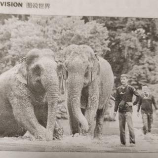 Happy elephants