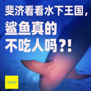 Vol.45 去斐济看看水下王国，鲨鱼真的不吃人吗？!