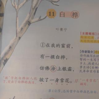 四下課文閱讀《白樺》