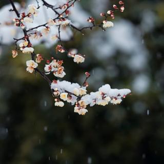 梅园冬雪——白落梅