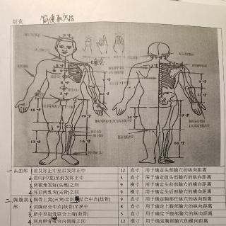 针灸取穴-5.下肢部-8