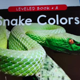 SnaKe   Colors