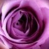 紫衣玫瑰