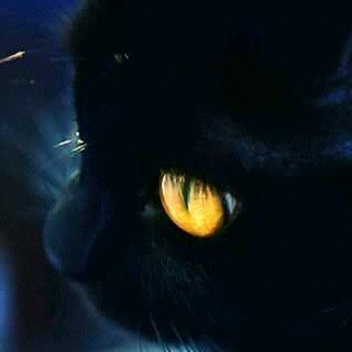 黑猫眼里的－EXO-M（只代表个人的，人物顺序是随机的）