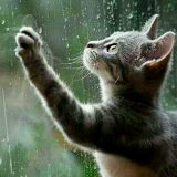 一直看雨的猫