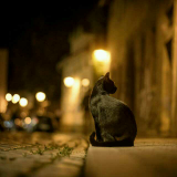 夜晚旅行的猫