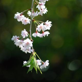 岁月神偷（原唱：金玟岐）