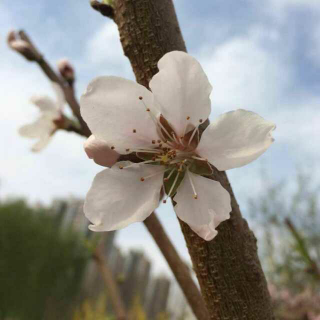 历史的