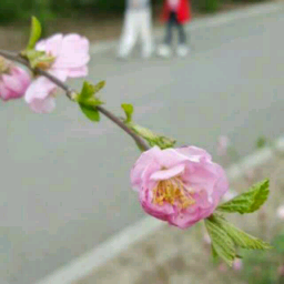 《你是人间的四月天》作者林徽因 朗诵庄春雨