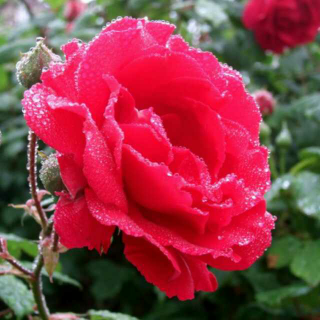 《春运》朗诵:盛开的蔷薇