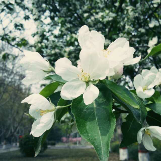 160530 糖葫芦【归零】