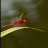 竹蜻蜓liu