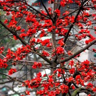 【_滴水】在线收听_木棉树下94_荔枝