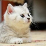 🌸猫小白🌸