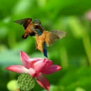 20190505李奥分享《青铜葵花》