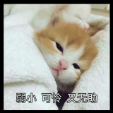 猫咪睡不醒💌