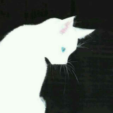 白猫🍁