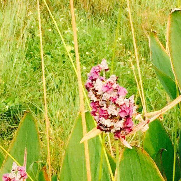 (十五)素甲鱼的故事