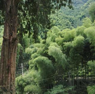 流动的声浪