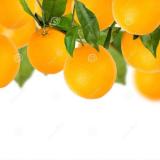 甜橙树🎶
