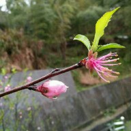 易子菲《对韵歌》