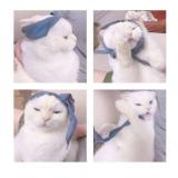 璃猫♥【新麻运冠名】